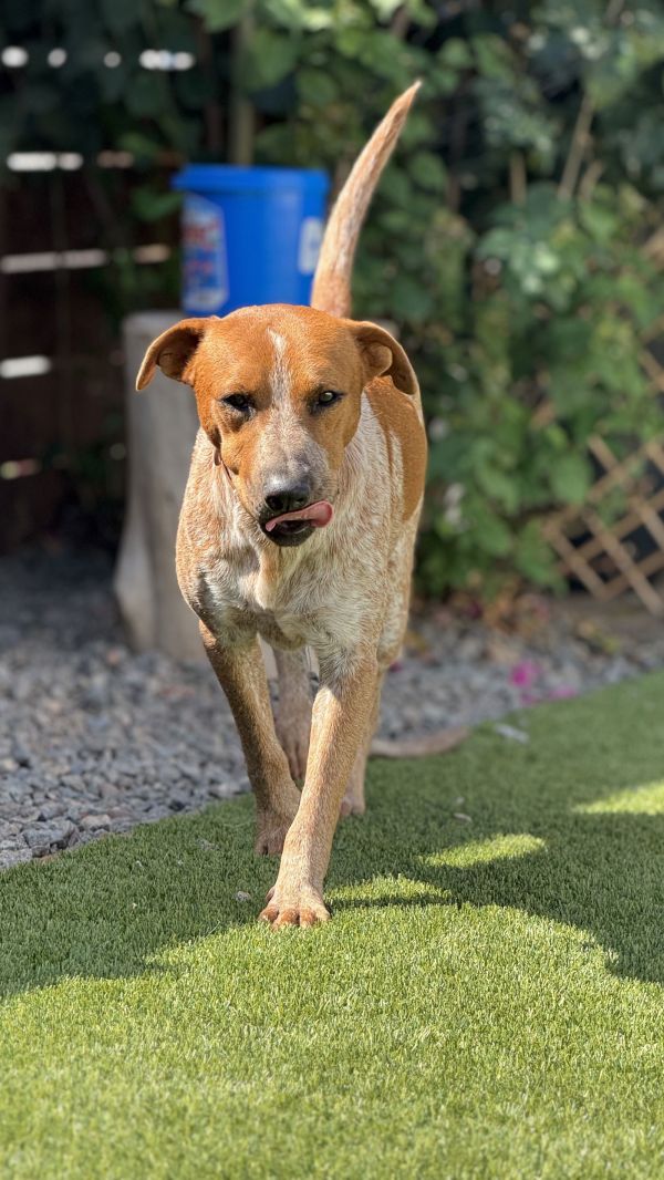 Rusty Brown thumbnail 3