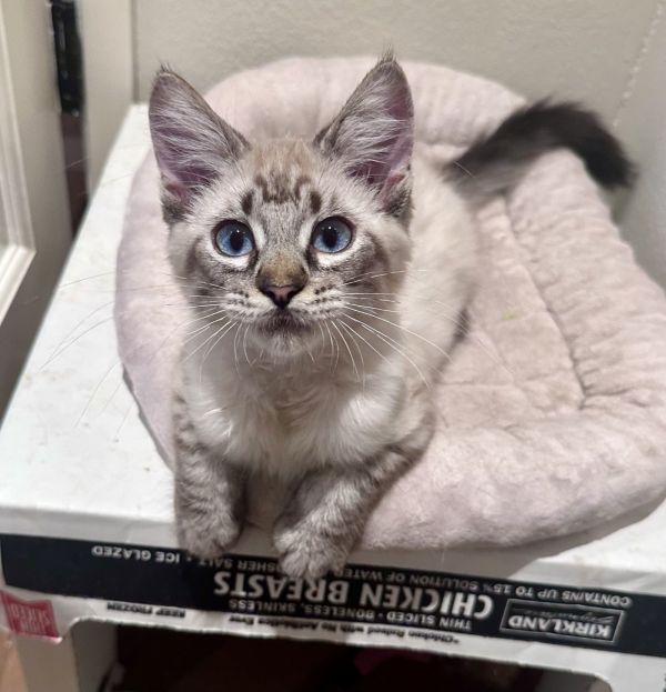 Pip &amp; Poppie thumbnail 2