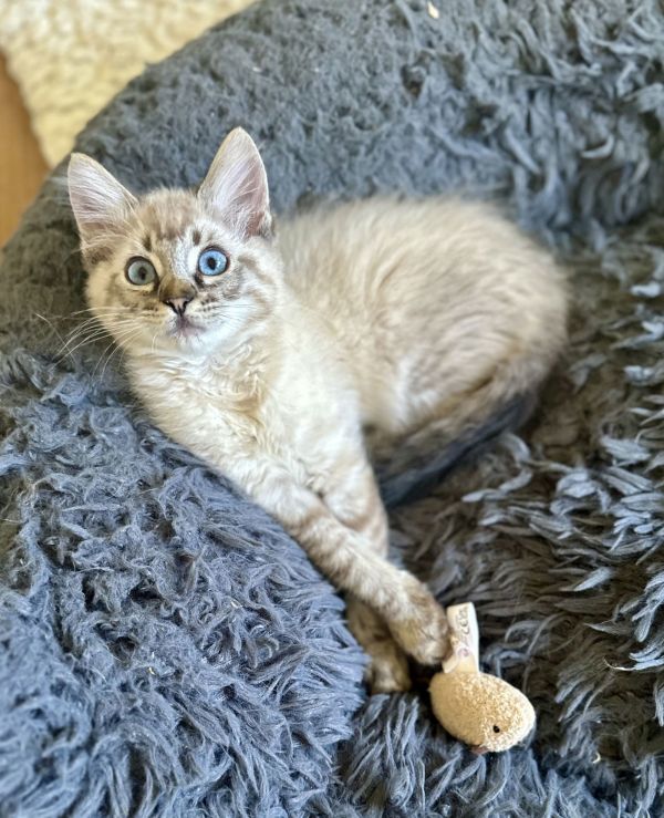 Pip &amp; Poppie thumbnail 3