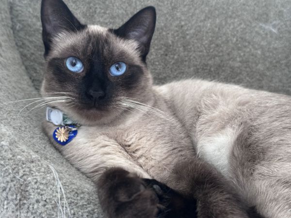 Soso Sweet thumbnail 3