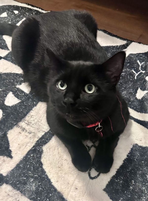 Big Boy  Leash photo 1