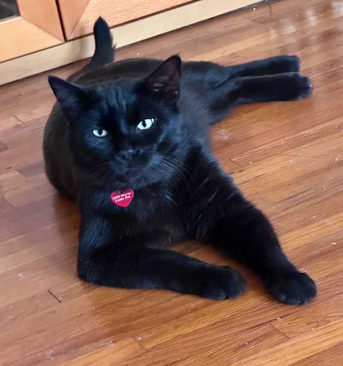 Big Boy, an adoptable Domestic Short Hair, Siberian in Long Beach, CA, 90802 | Photo Image 2