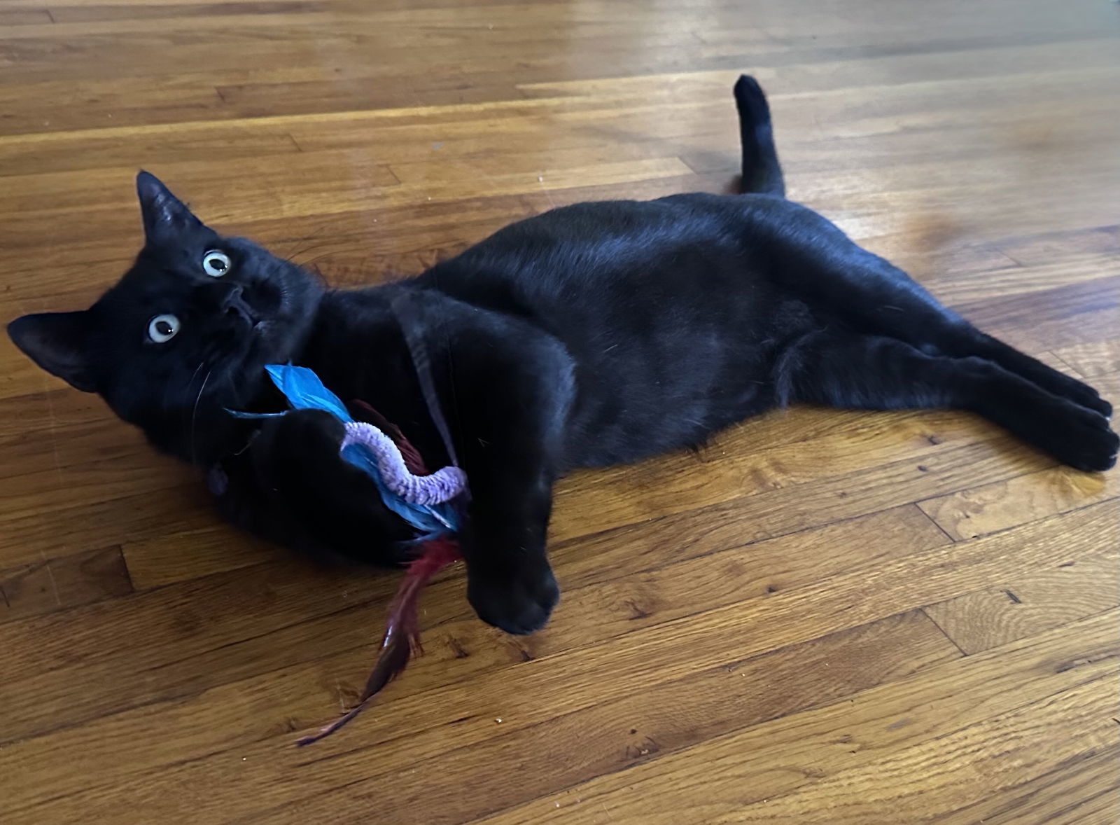 Big Boy, an adoptable Domestic Short Hair, Siberian in Long Beach, CA, 90802 | Photo Image 3