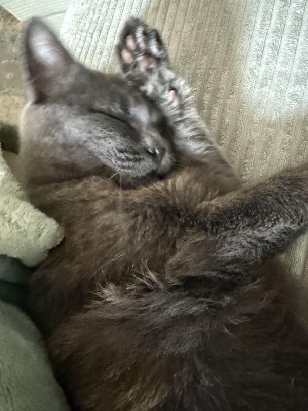 Majestyf thumbnail 2