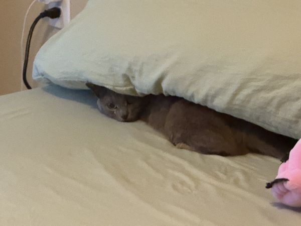 Majestyf thumbnail 3