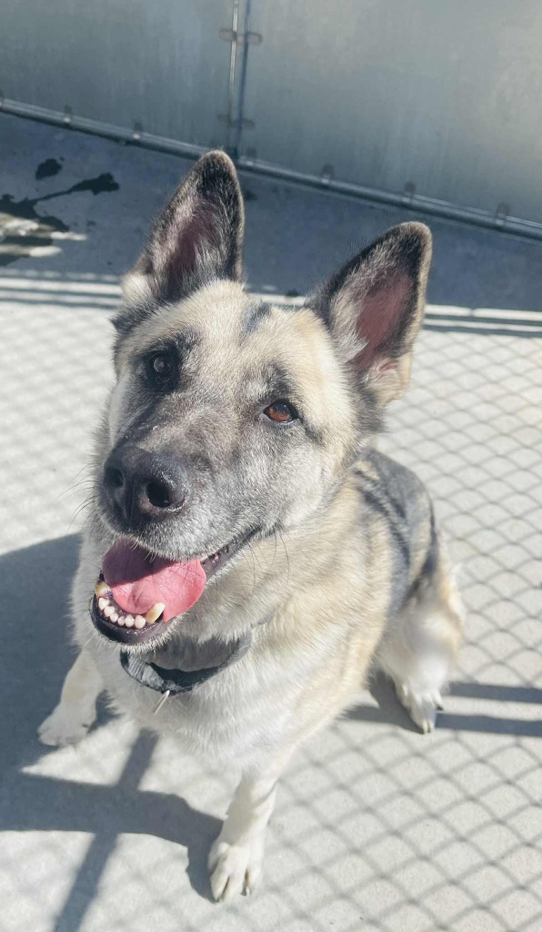 Rilee, an adoptable German Shepherd Dog in Green River, WY, 82935 | Photo Image 1