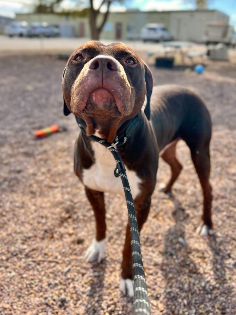 Kratos, an adoptable Pit Bull Terrier in Rock Springs, WY, 82901 | Photo Image 1