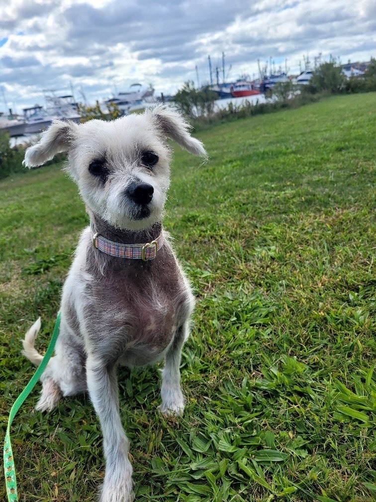 Poppy