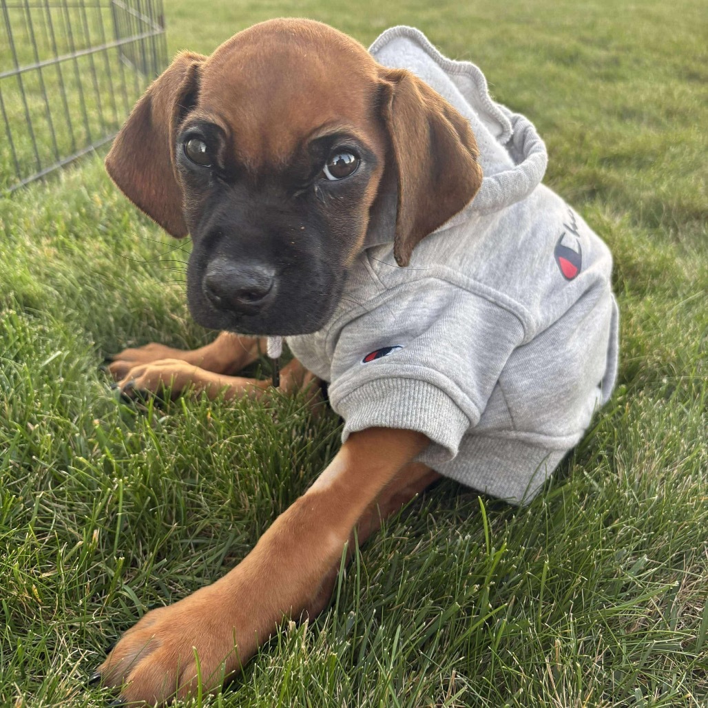 Champ, an adoptable Mixed Breed in Bismarck, ND, 58507 | Photo Image 1