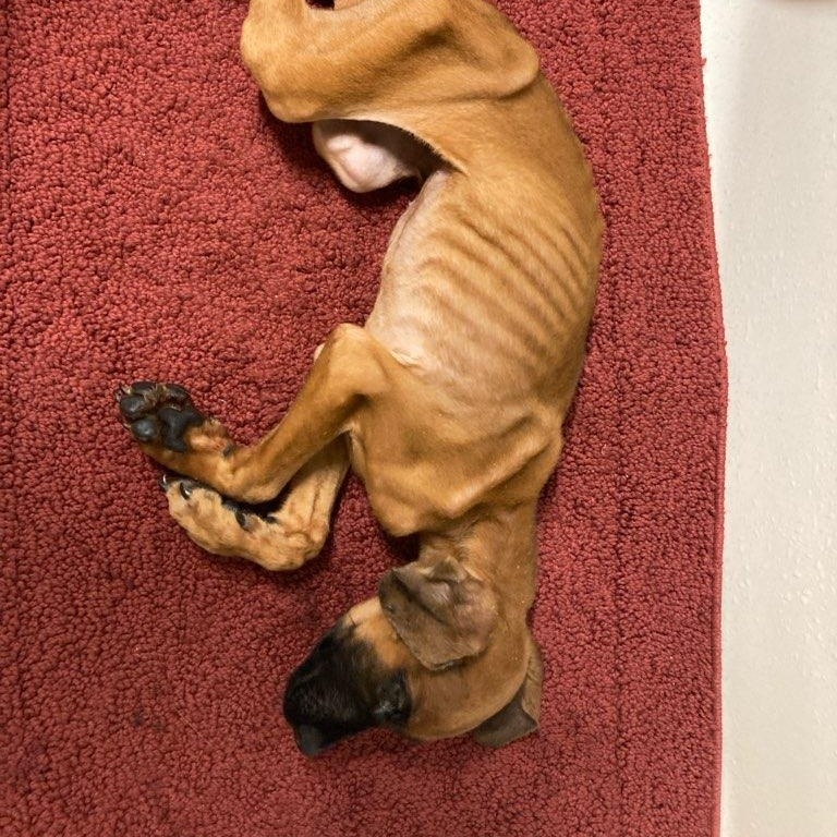 Champ, an adoptable Mixed Breed in Bismarck, ND, 58507 | Photo Image 2