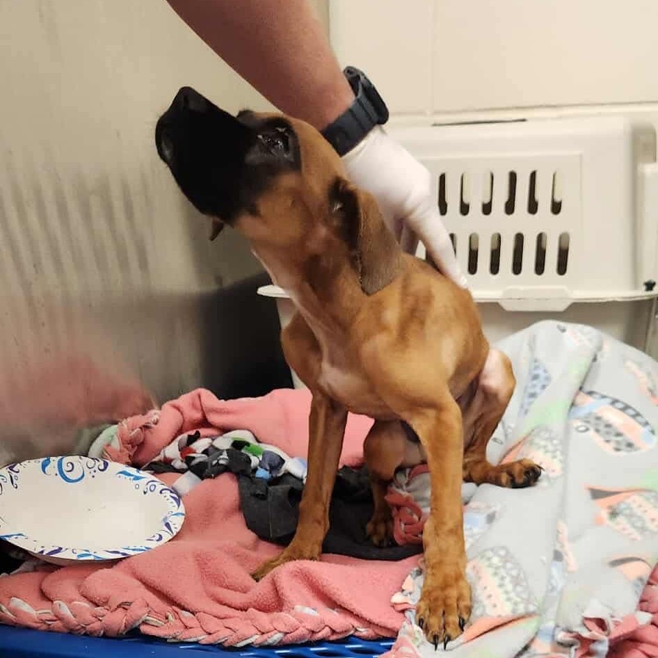 Champ, an adoptable Mixed Breed in Bismarck, ND, 58507 | Photo Image 3