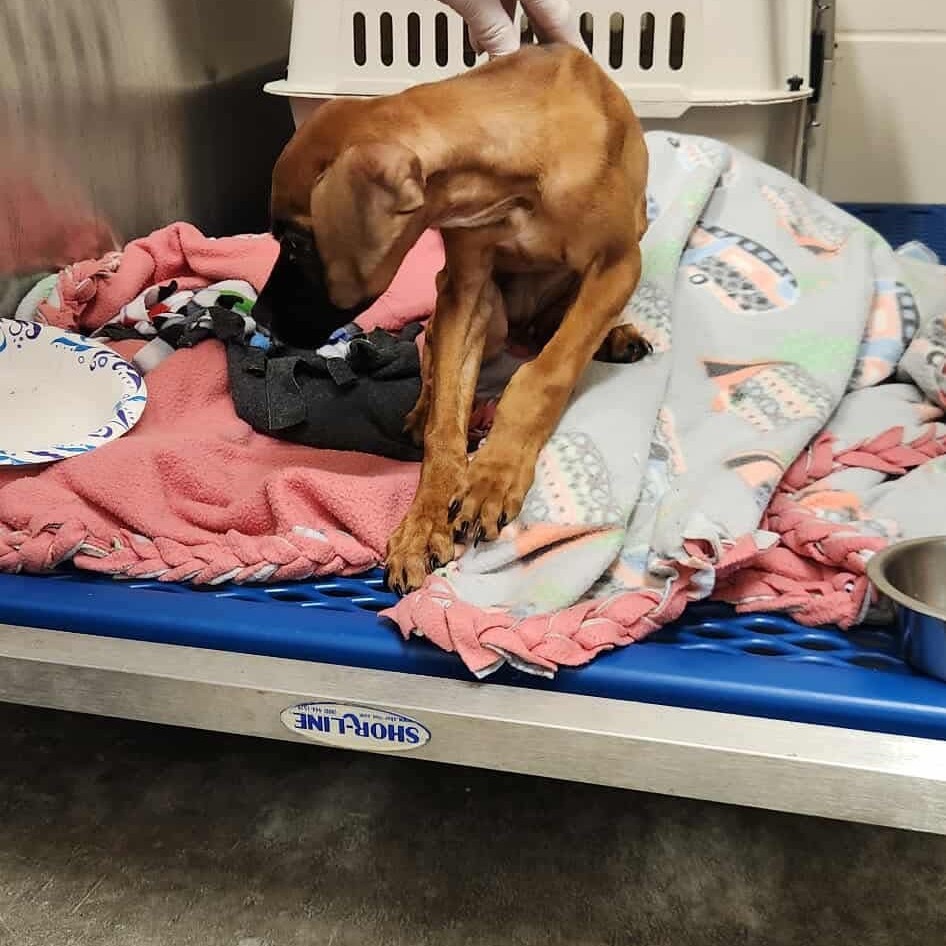 Champ, an adoptable Mixed Breed in Bismarck, ND, 58507 | Photo Image 5