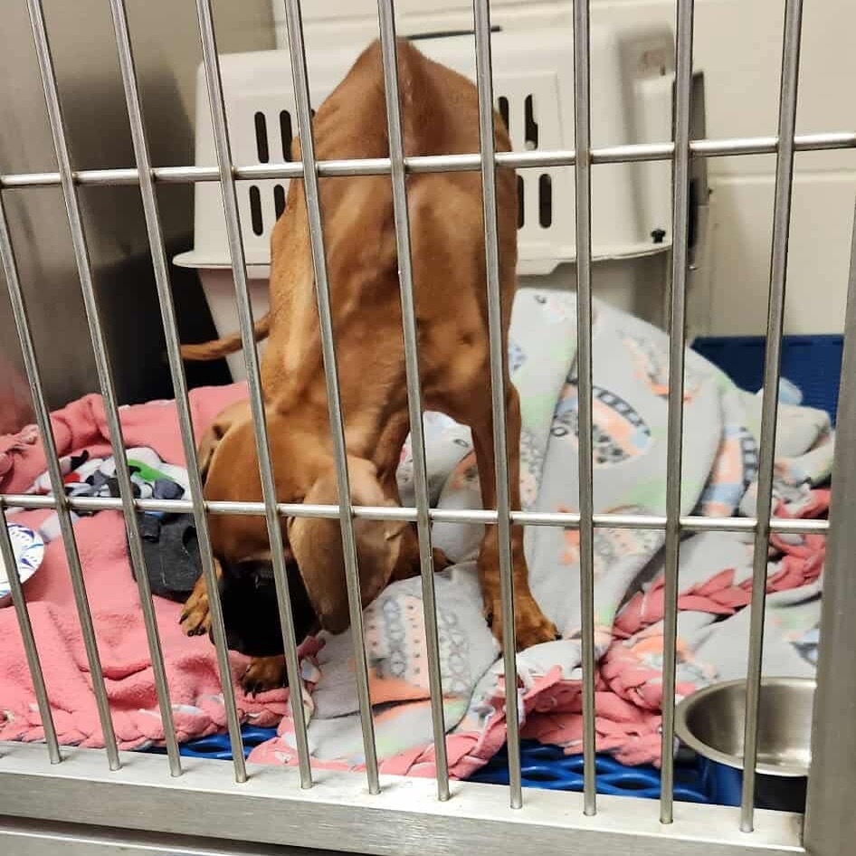 Champ, an adoptable Mixed Breed in Bismarck, ND, 58507 | Photo Image 6