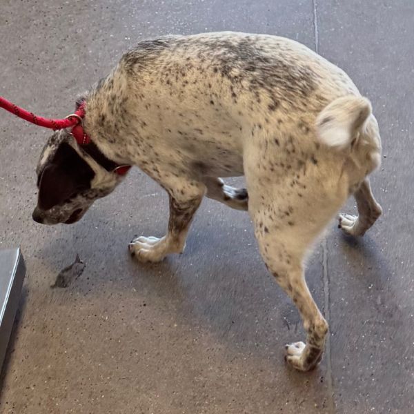 Jewel Panda thumbnail 2