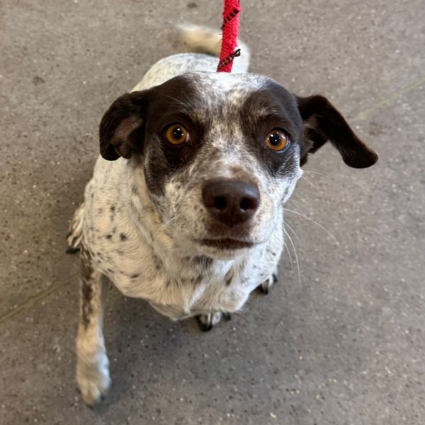 Jewel Panda thumbnail 3