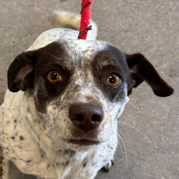 Jewel Panda thumbnail 4