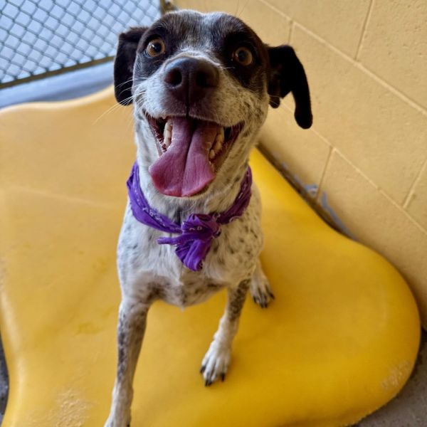 Jewel Panda thumbnail 5