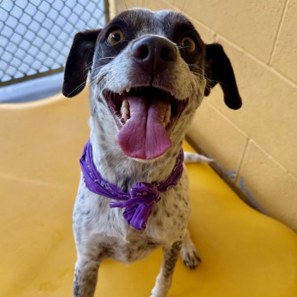 Jewel Panda thumbnail 6