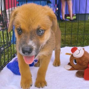 Lilith (Mythology Litter)