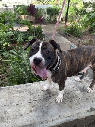 Hina, an adoptable American Staffordshire Terrier, Mixed Breed in Honolulu, HI, 96826 | Photo Image 1