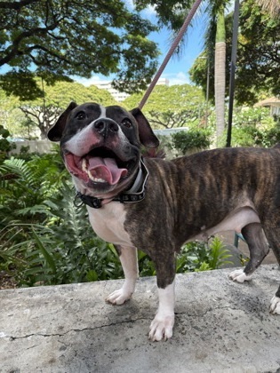 Hina, an adoptable American Staffordshire Terrier, Mixed Breed in Honolulu, HI, 96826 | Photo Image 3