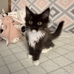 Holy Cat thumbnail 3