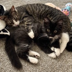 Holy Cat thumbnail 4