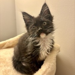 Holy Cat thumbnail 5