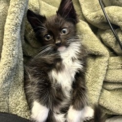 Holy Cat thumbnail 6