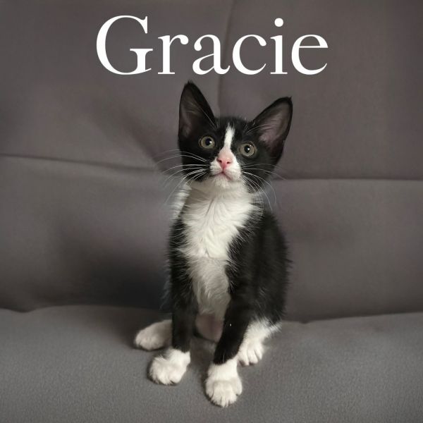 Gracie thumbnail 3