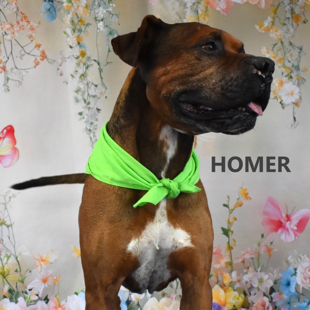 Homer, an adoptable Bullmastiff, Boxer in Yuma, AZ, 85365 | Photo Image 1