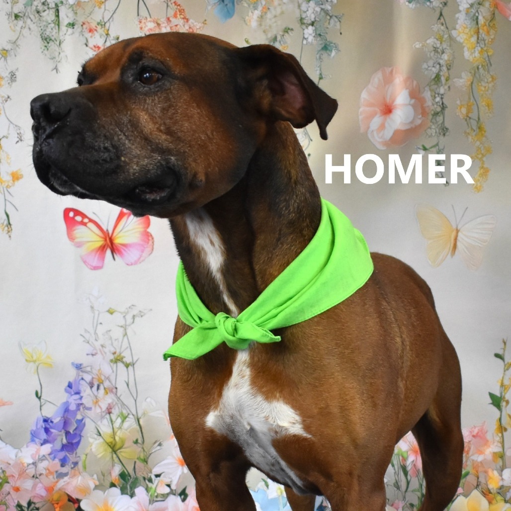 Homer, an adoptable Bullmastiff, Boxer in Yuma, AZ, 85365 | Photo Image 2