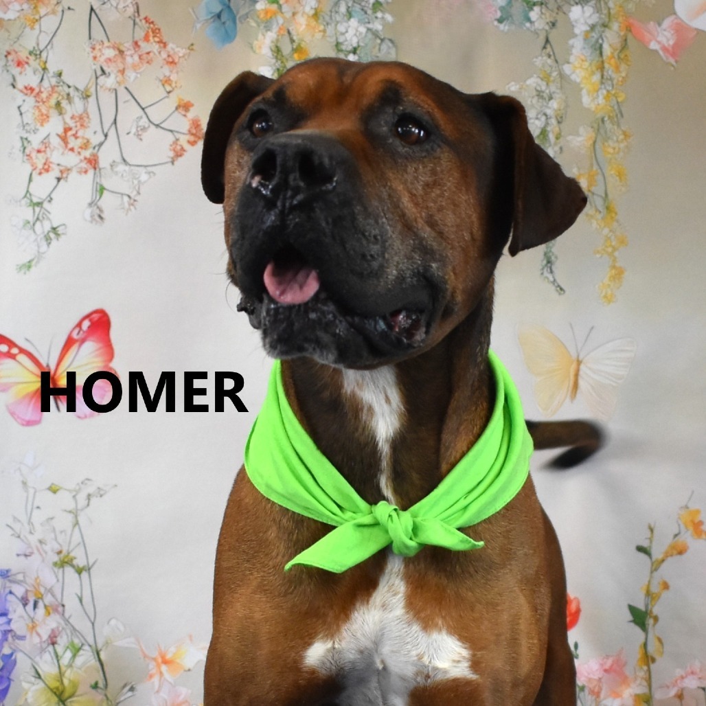 Homer, an adoptable Bullmastiff, Boxer in Yuma, AZ, 85365 | Photo Image 3