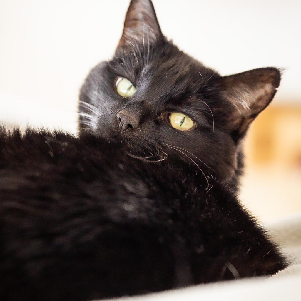 Buddha, an adoptable Domestic Short Hair in Durango, CO, 81303 | Photo Image 1
