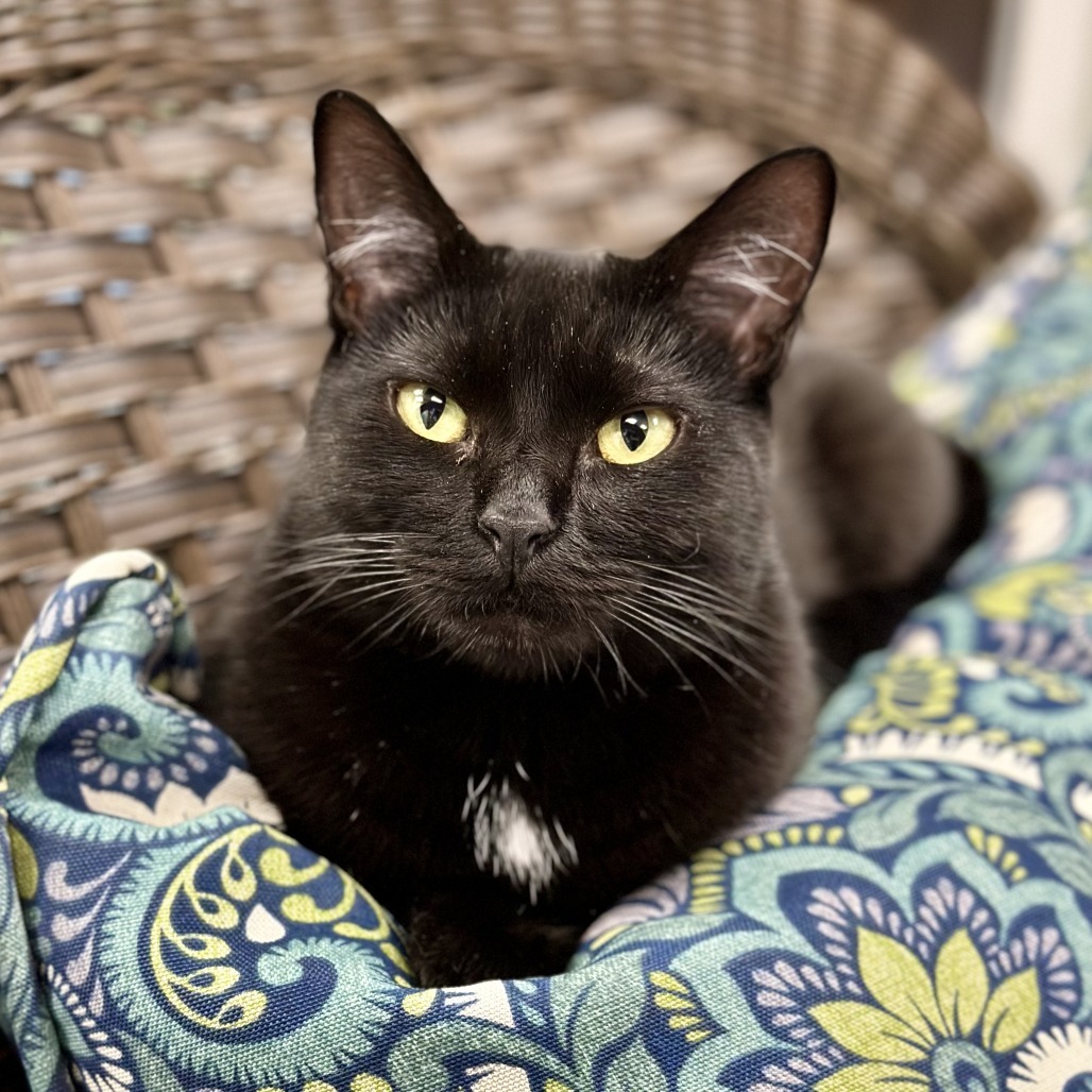 Eve, an adoptable Domestic Short Hair in Durango, CO, 81303 | Photo Image 1