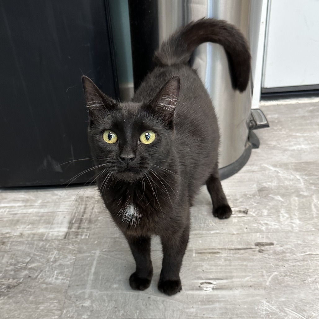 Eve, an adoptable Domestic Short Hair in Durango, CO, 81303 | Photo Image 2