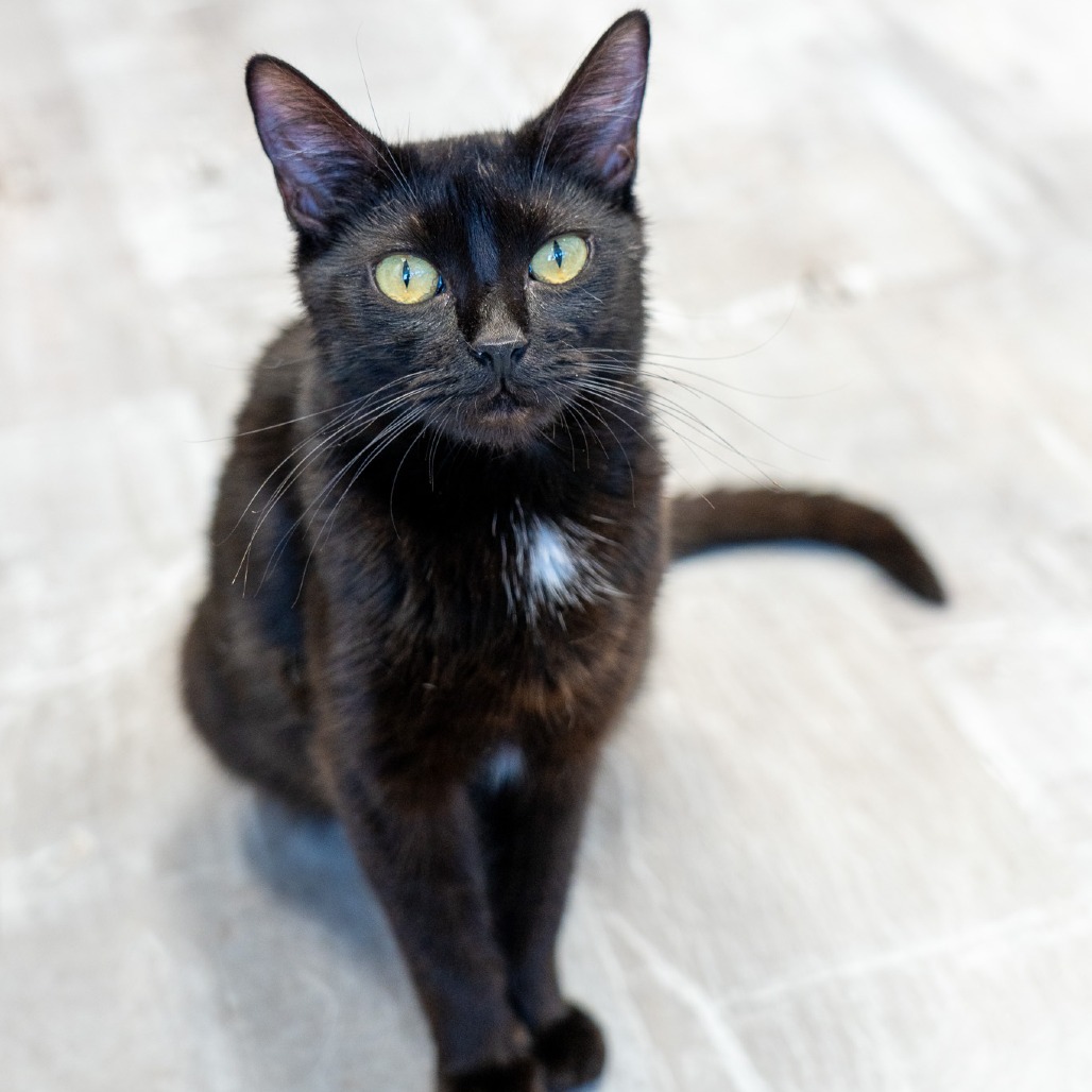 Eve, an adoptable Domestic Short Hair in Durango, CO, 81303 | Photo Image 3