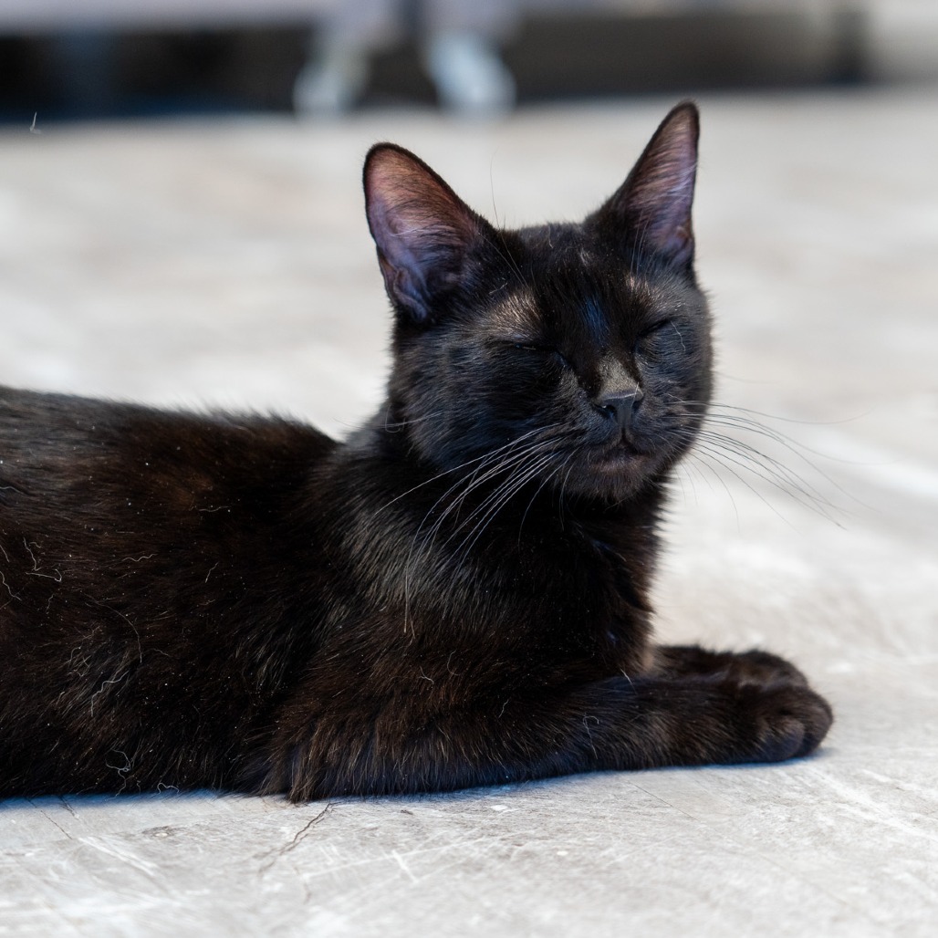 Eve, an adoptable Domestic Short Hair in Durango, CO, 81303 | Photo Image 4
