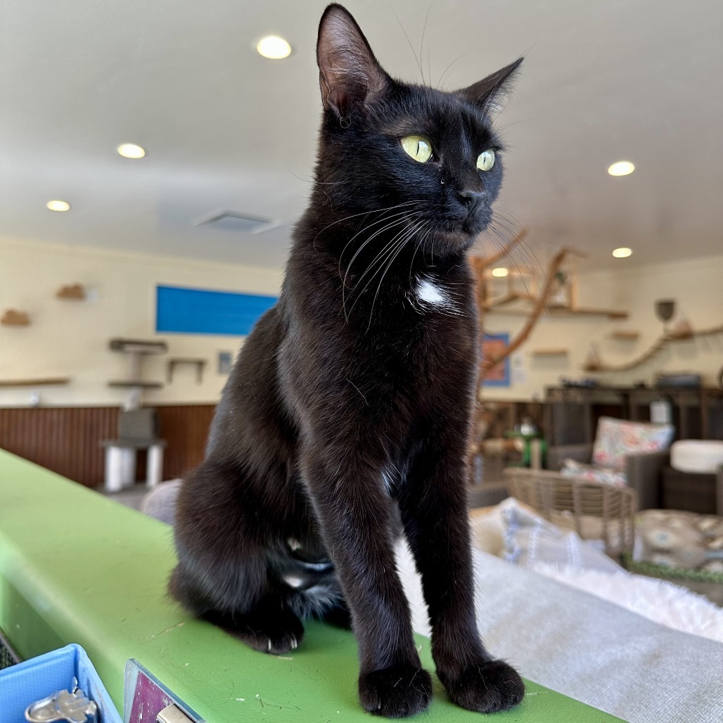 Eve, an adoptable Domestic Short Hair in Durango, CO, 81303 | Photo Image 5