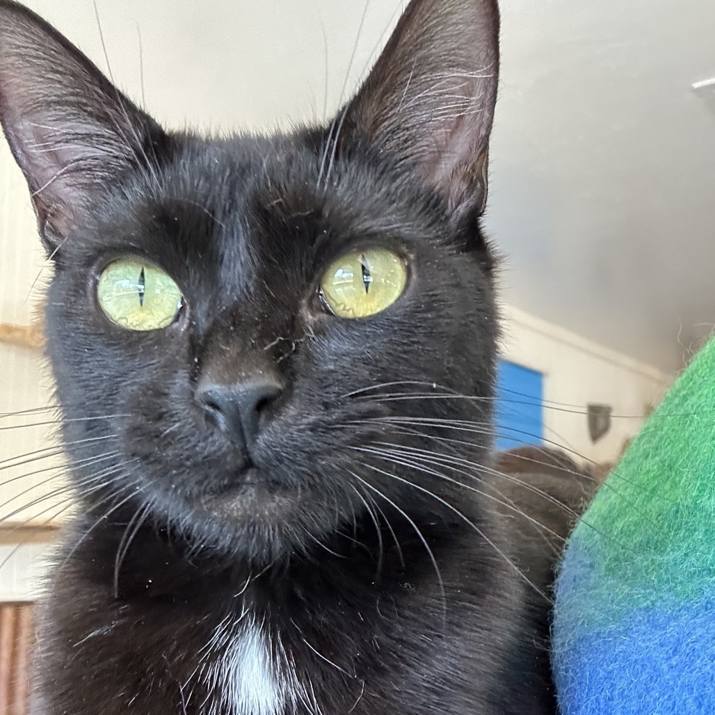 Eve, an adoptable Domestic Short Hair in Durango, CO, 81303 | Photo Image 6