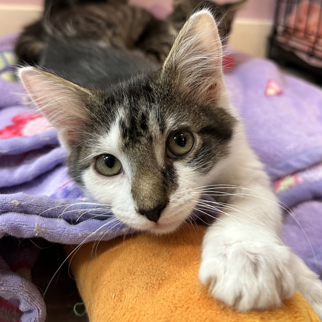 King Julien, an adoptable Domestic Long Hair in Durango, CO, 81303 | Photo Image 1