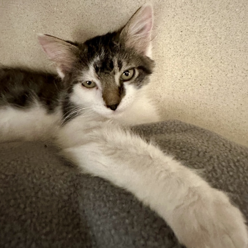 King Julien, an adoptable Domestic Long Hair in Durango, CO, 81303 | Photo Image 2