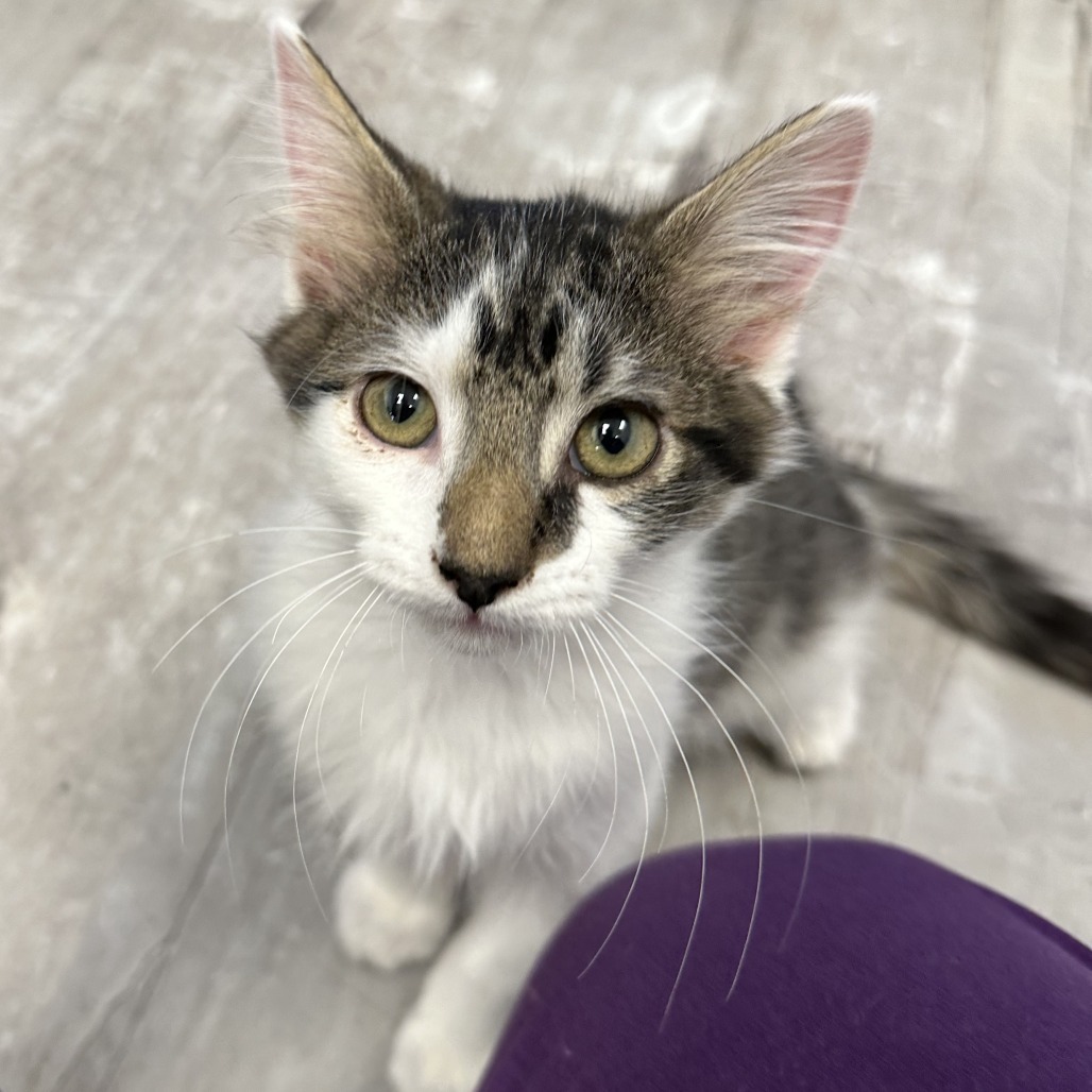 King Julien, an adoptable Domestic Long Hair in Durango, CO, 81303 | Photo Image 3