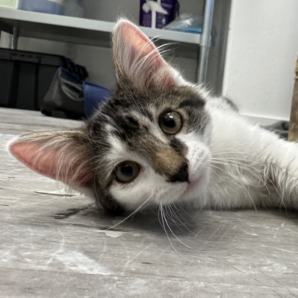 King Julien, an adoptable Domestic Long Hair in Durango, CO, 81303 | Photo Image 4