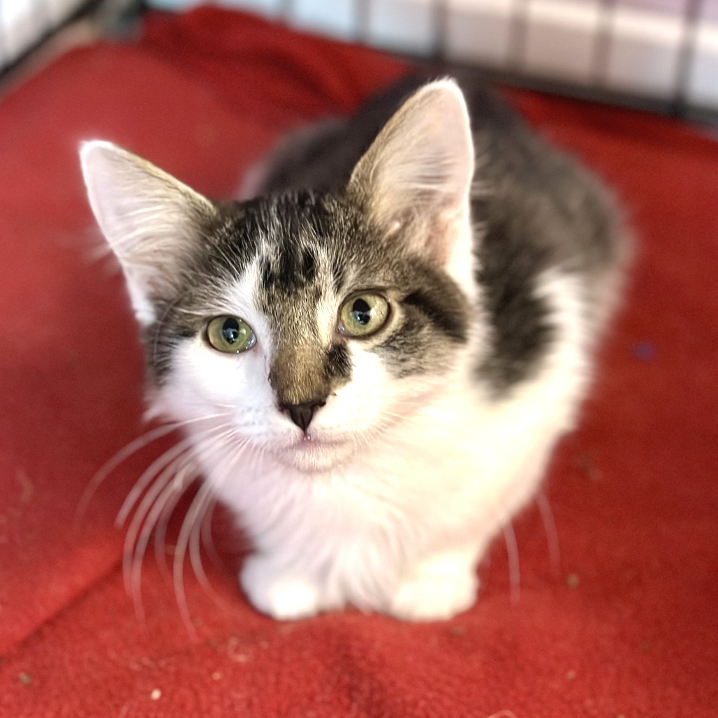 King Julien, an adoptable Domestic Long Hair in Durango, CO, 81303 | Photo Image 5