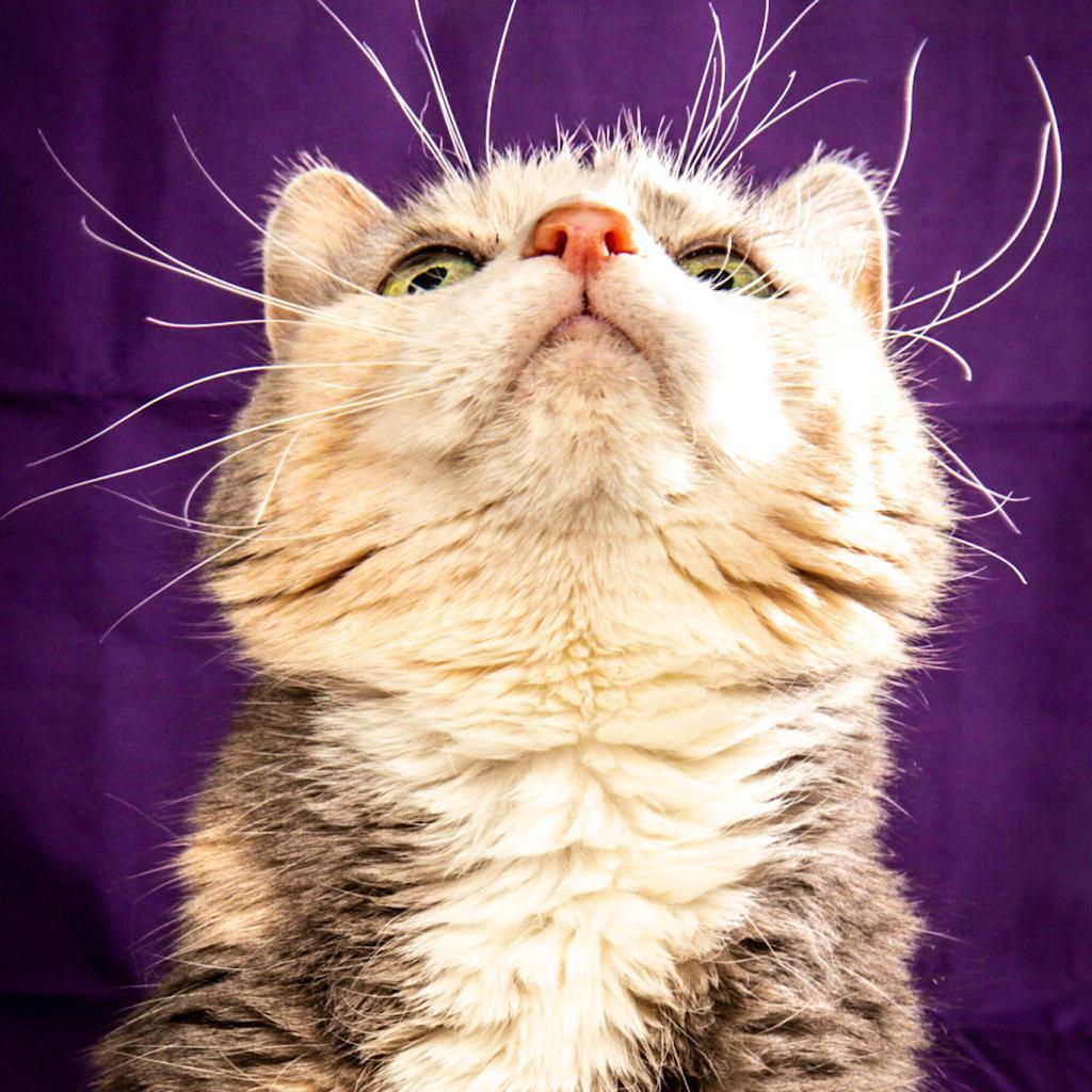 Owl, an adoptable Domestic Short Hair in Durango, CO, 81303 | Photo Image 1