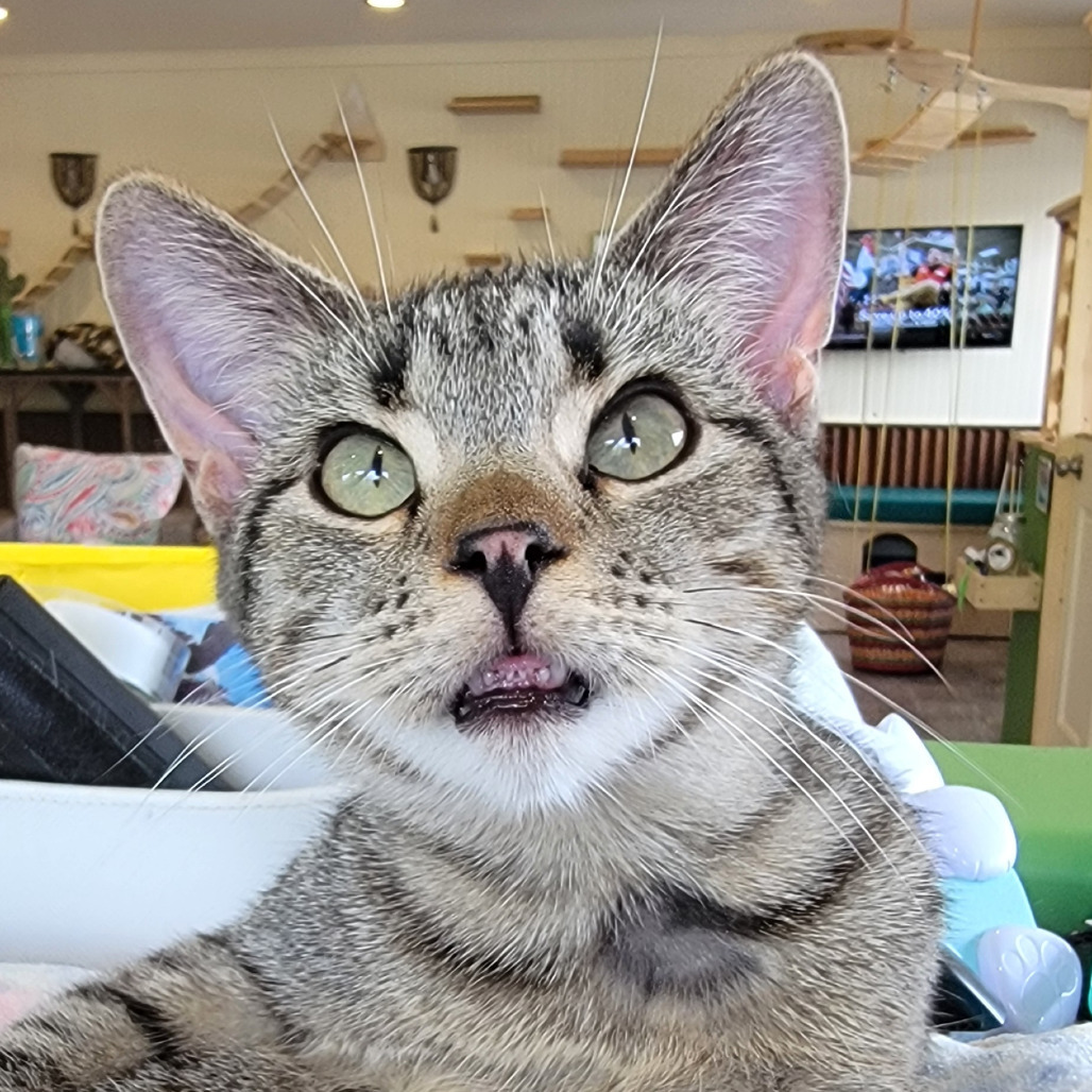 Cass, an adoptable Domestic Short Hair in Durango, CO, 81303 | Photo Image 1