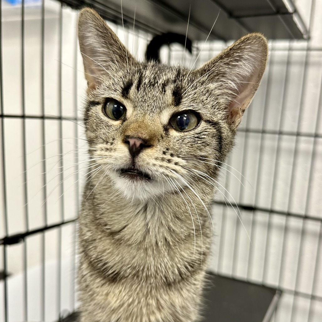 Cass, an adoptable Domestic Short Hair in Durango, CO, 81303 | Photo Image 2