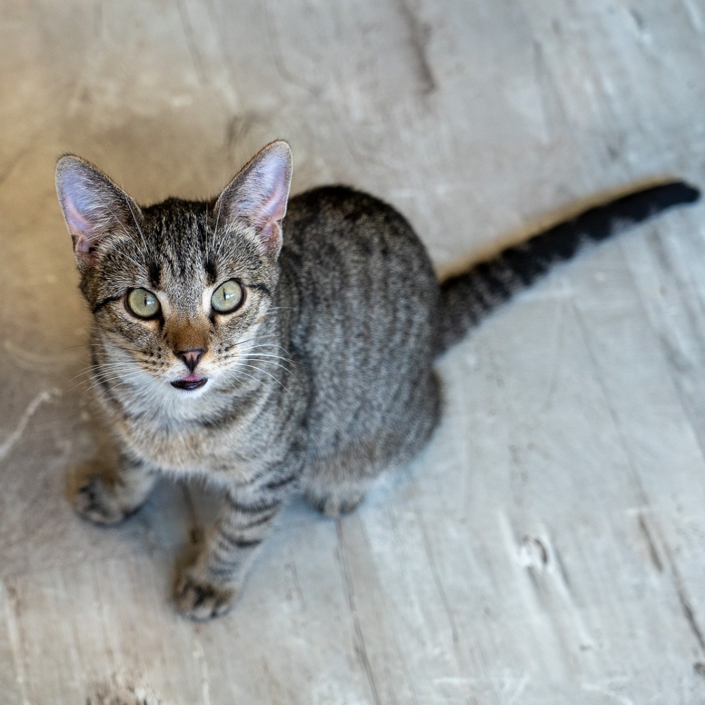 Cass, an adoptable Domestic Short Hair in Durango, CO, 81303 | Photo Image 3