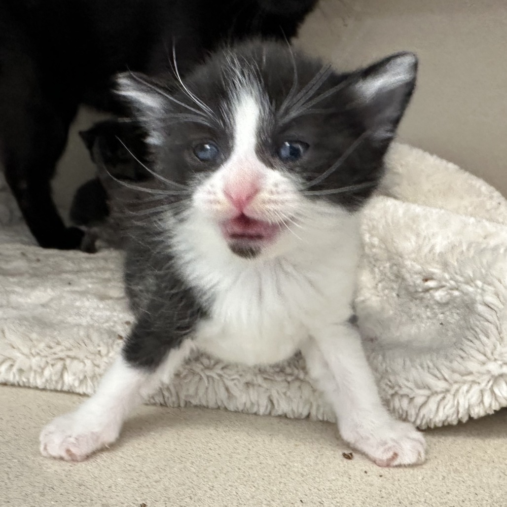 Belle, an adoptable Domestic Short Hair in Durango, CO, 81303 | Photo Image 2